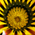 Conte sur les fleurs : "Les fleurs savantes"